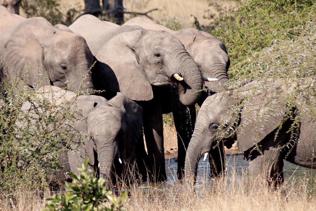 Kings Camp Villa Timbavati Game Reserve Exterior photo